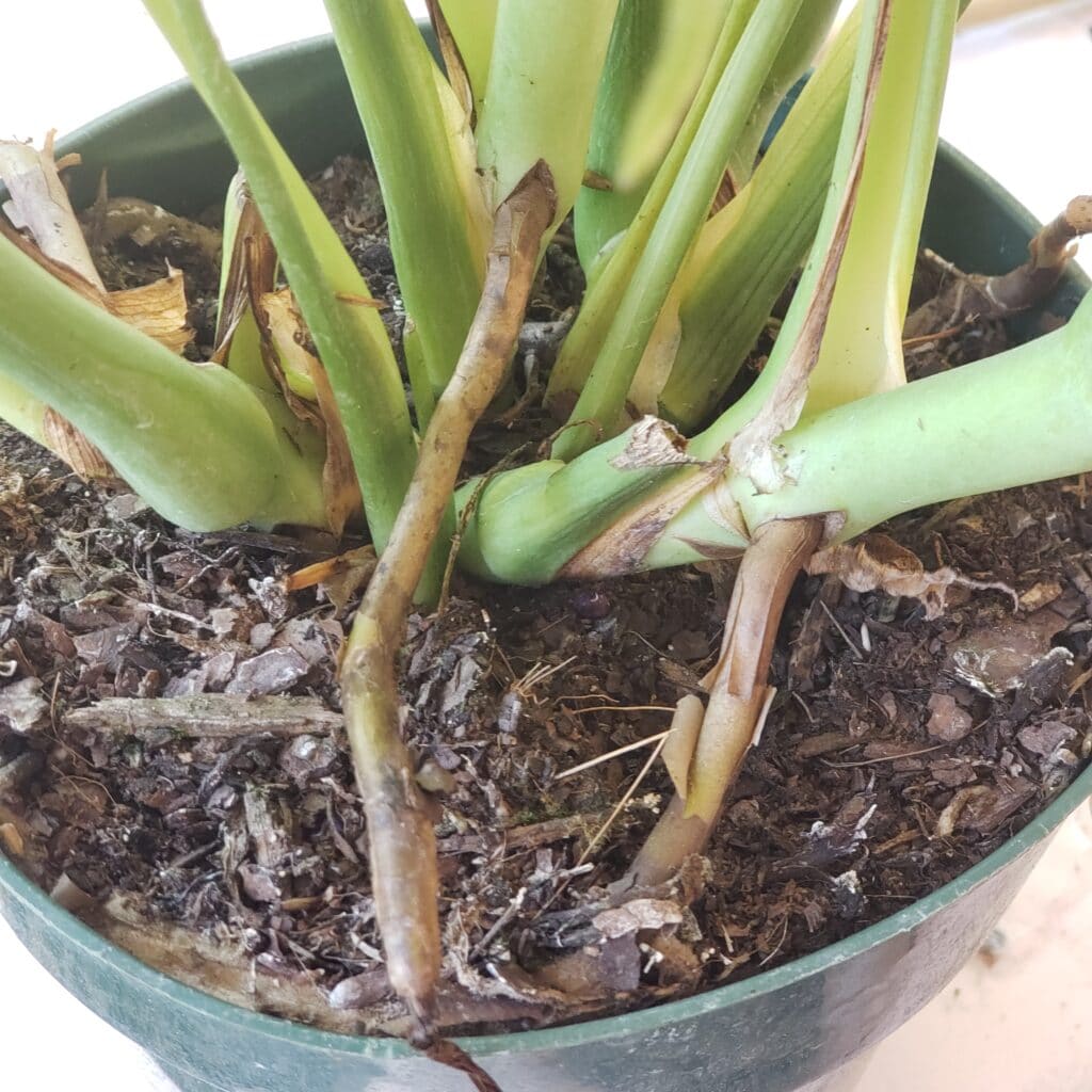 overgrown 6 pot monstera