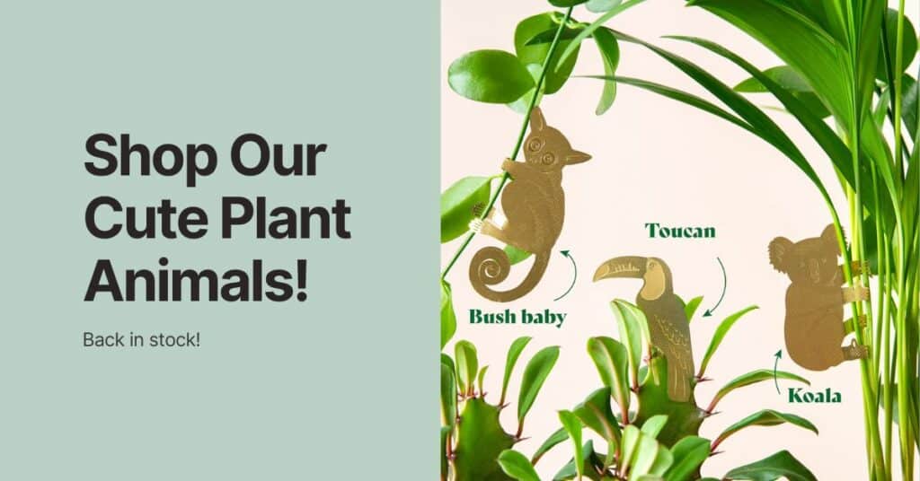 plant animals