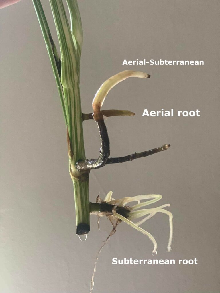 monstera rooted cutting