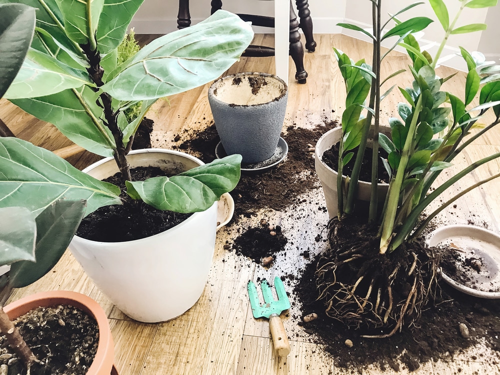 Soil Mites In Houseplants Everything You Should Know Just Houseplants