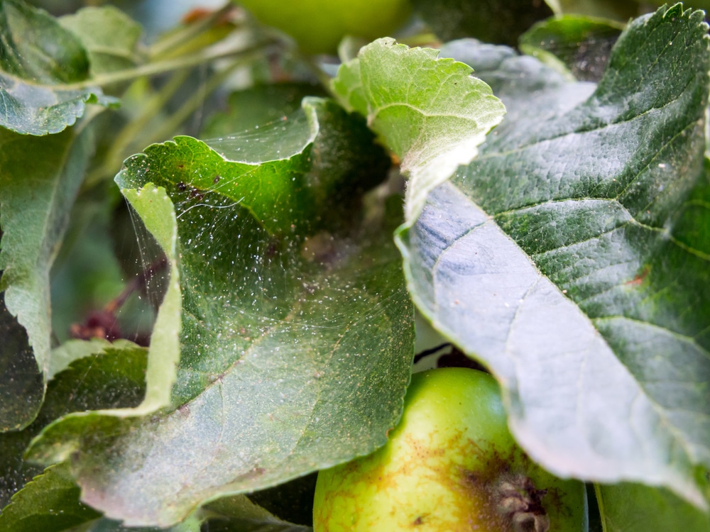 Spider mite on the leaves of a fruit tree