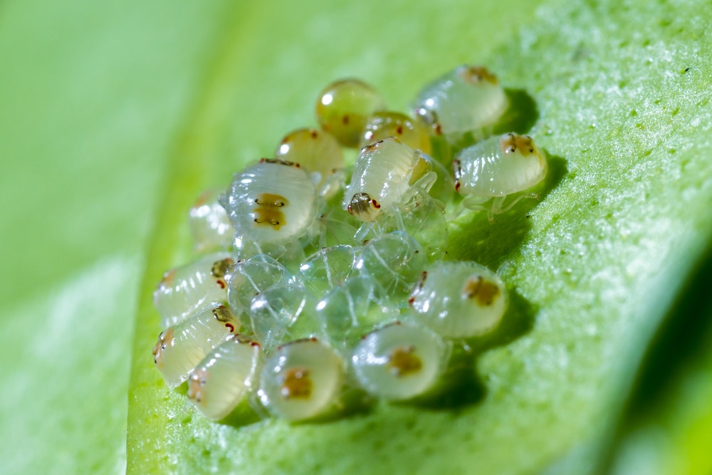 spider mites macro