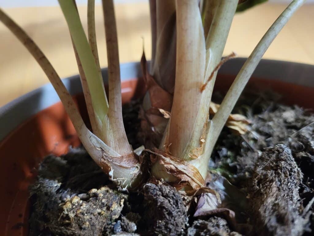 Alocasia Rhizomatous Propagation Culture