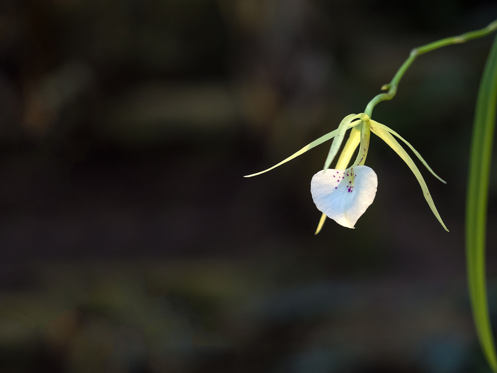 Brassavola orchid