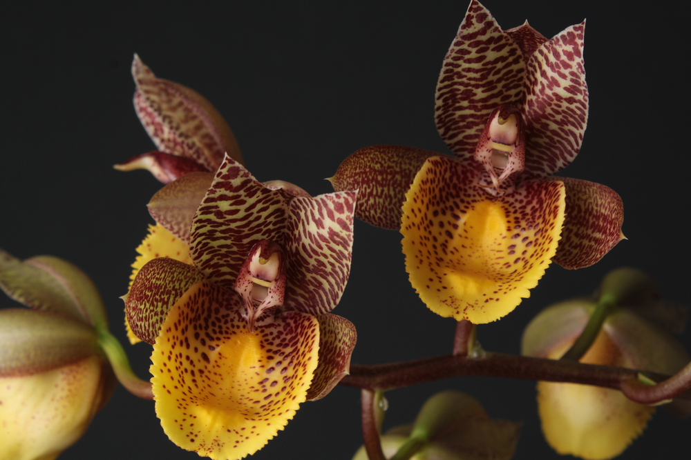 Catasetum orchid