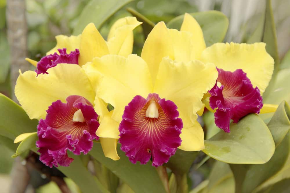 20 Types of Orchids to Keep as Houseplants (With Pictures)