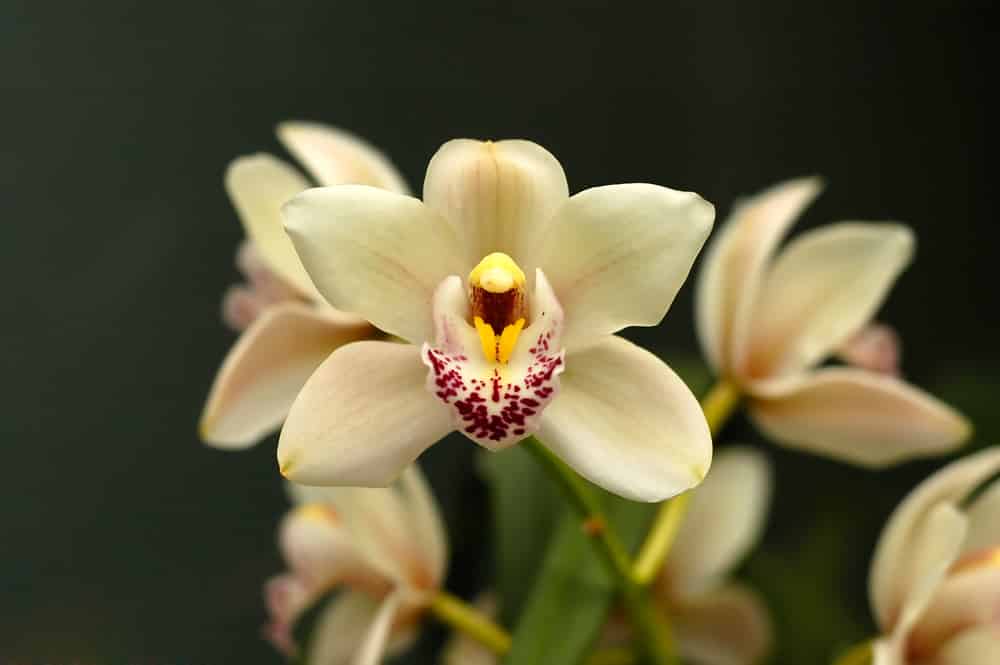 Cymbidium