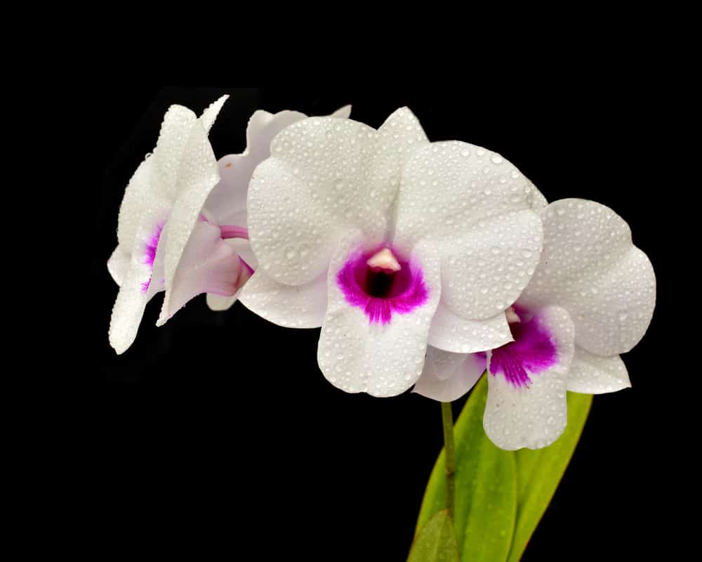 White Dendrobium orchid