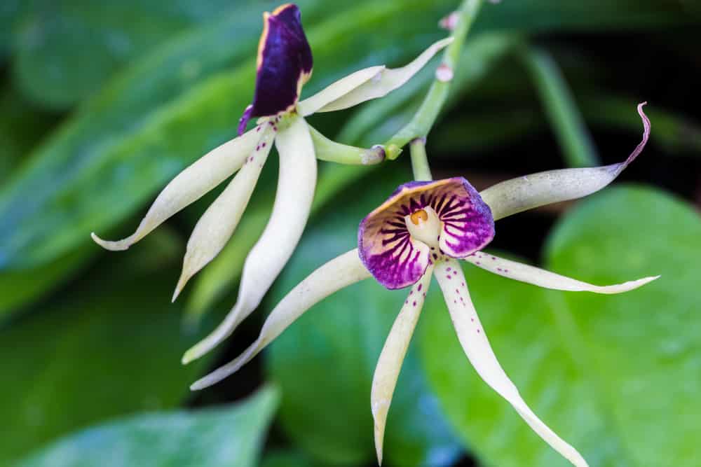 Encyclia Green Hornet Orchid