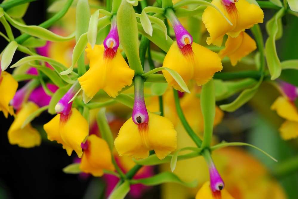 Epicattleya orchid