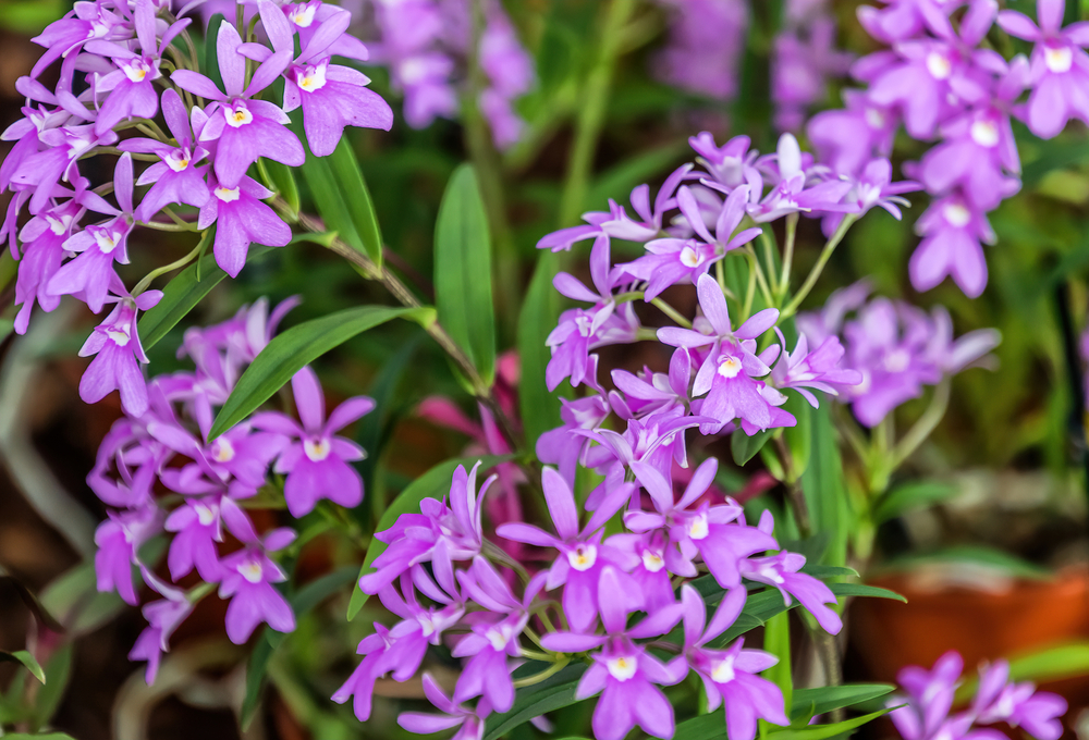 Epidendrum orchid