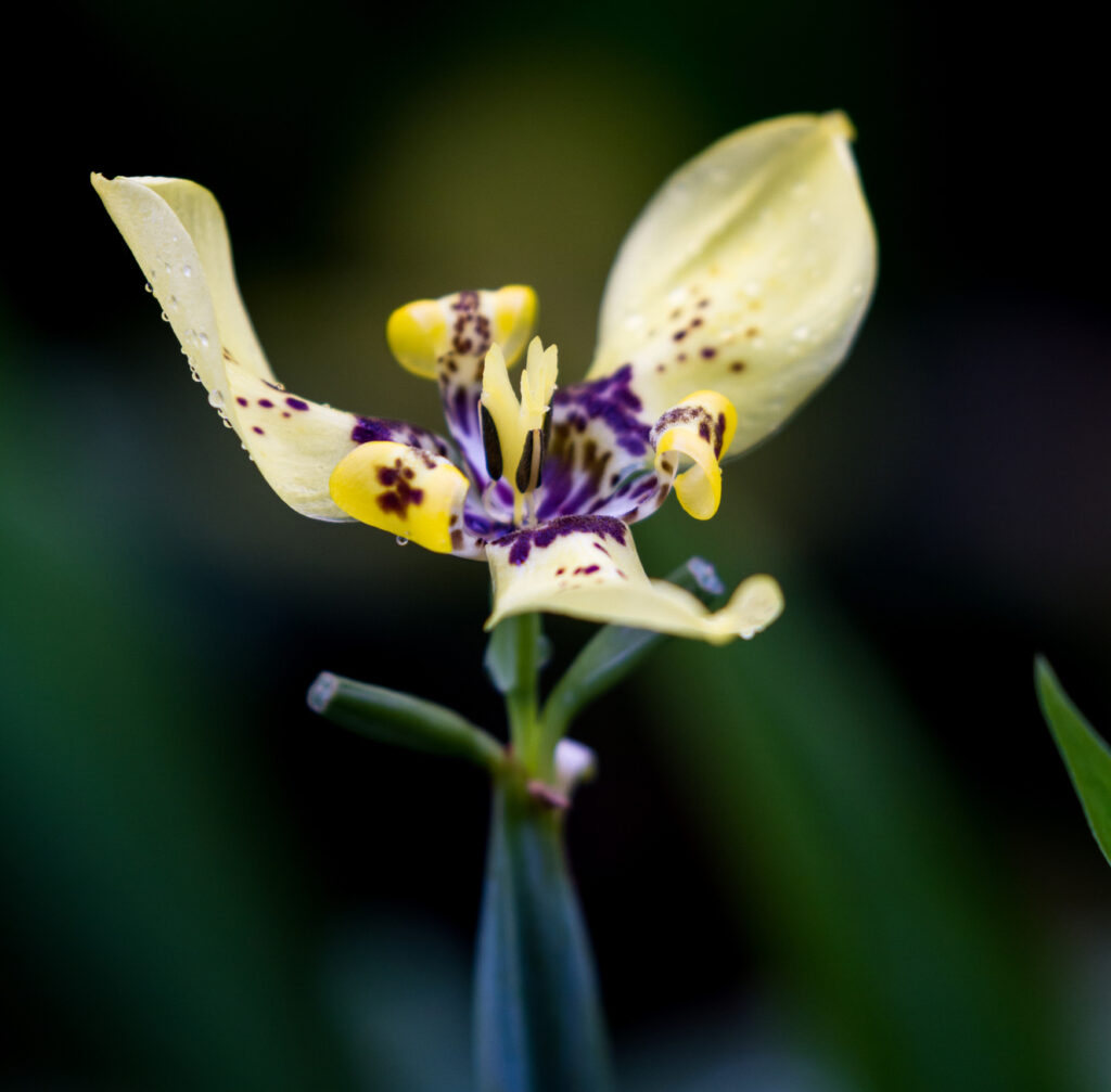 yellow maxillary orchid