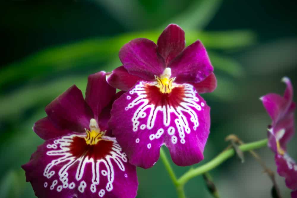 Miltoniopsis