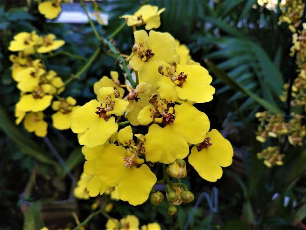 Oncidium herrenhusanum