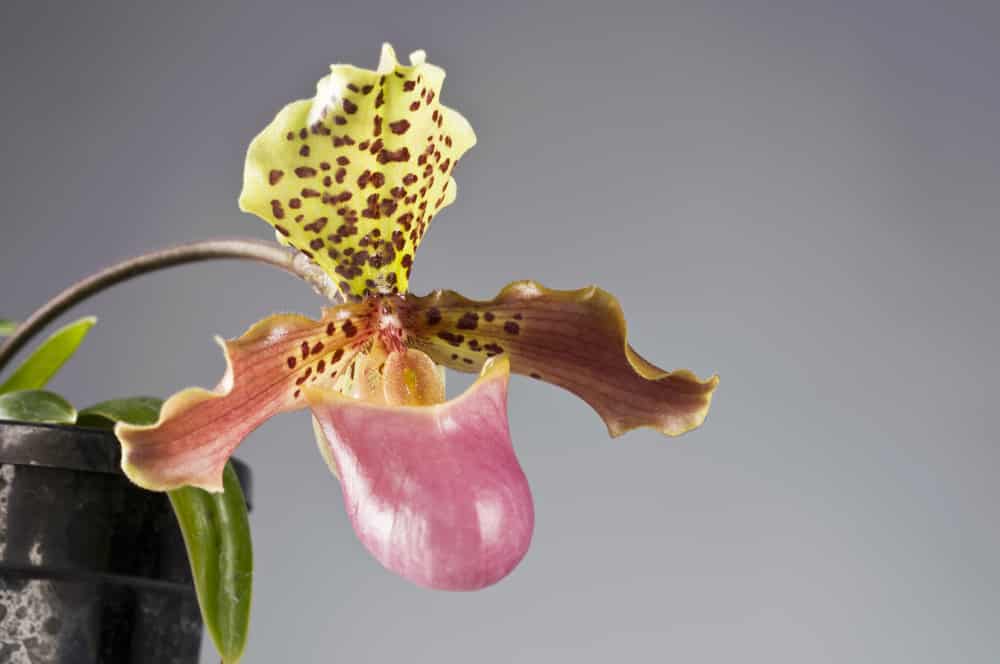 Paphiopedilum