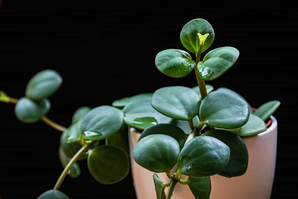 Peperomia Hope