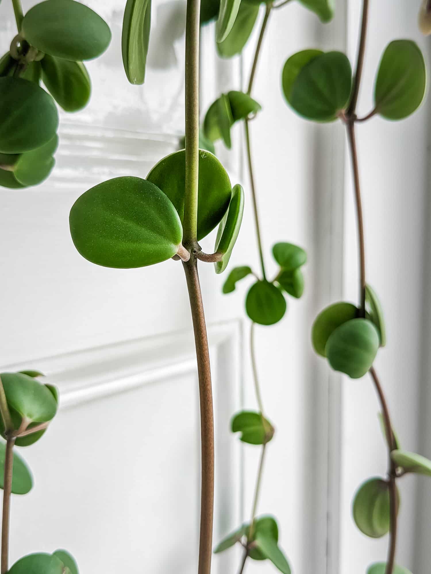 Peperomia Hope Care Guide | Just Houseplants