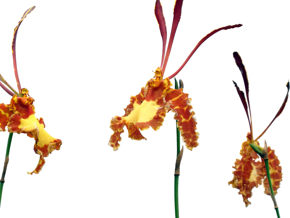 Psychopsis orchid