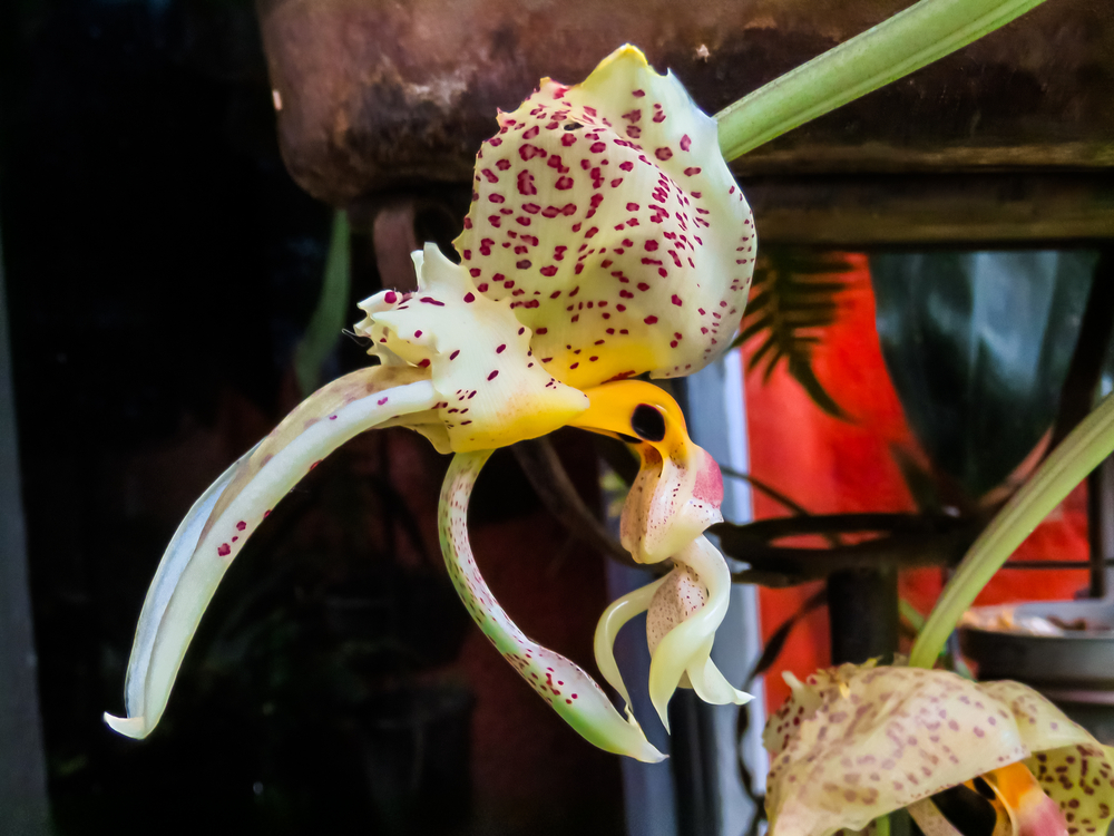 Stanhopea orchid