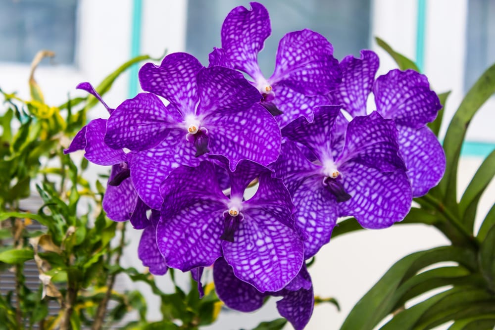 Vanda