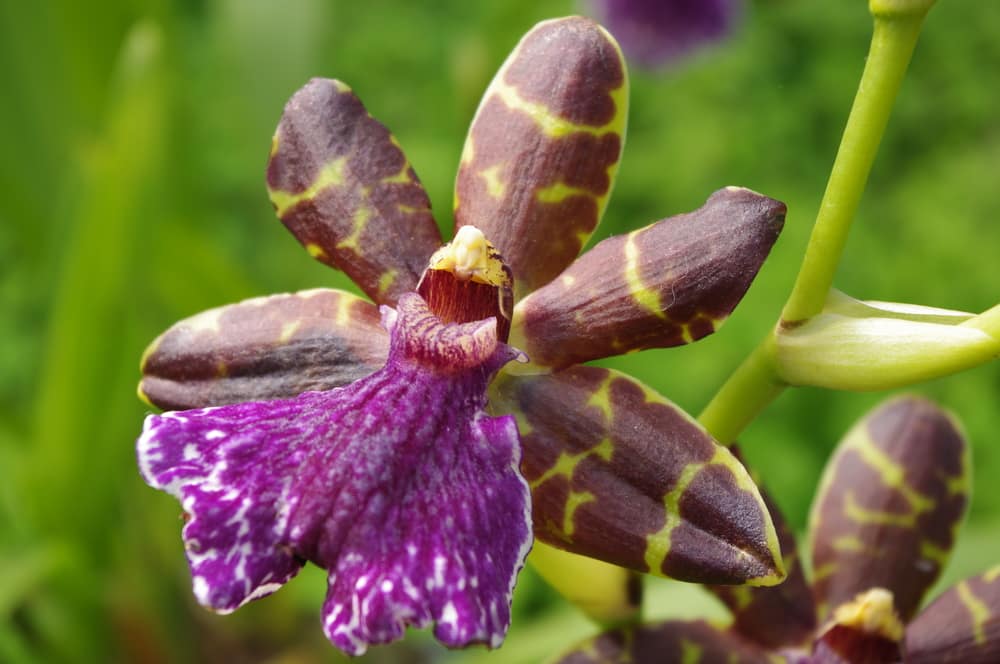 Zygopetalum