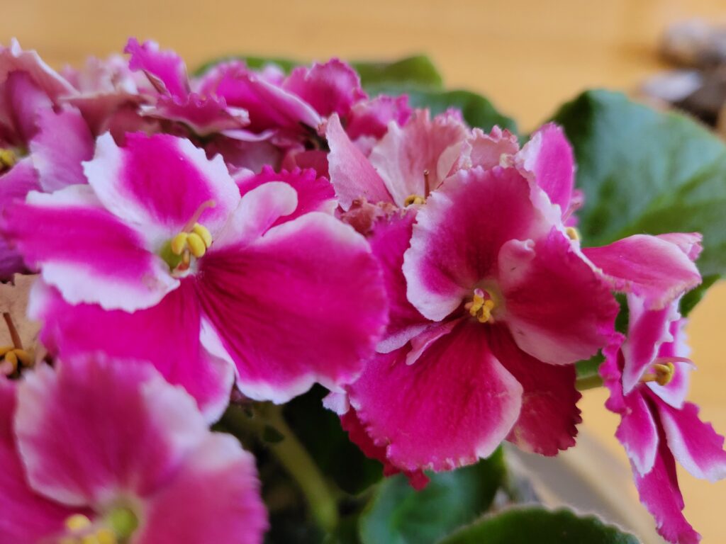 about african violet