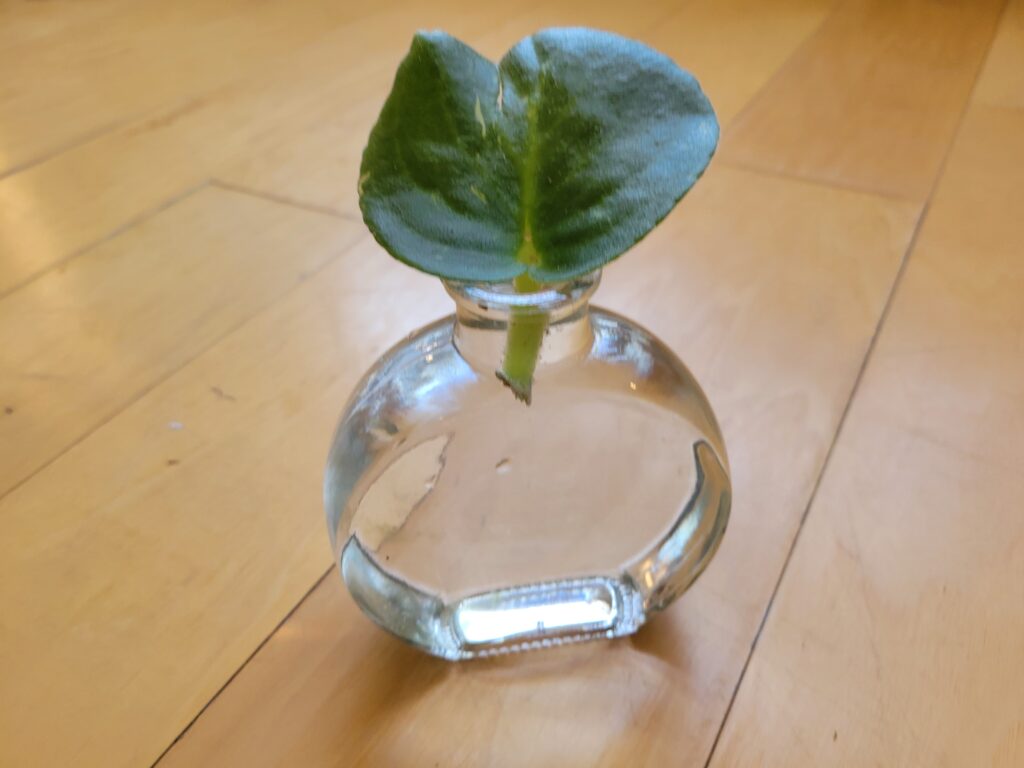 african violet water propagation