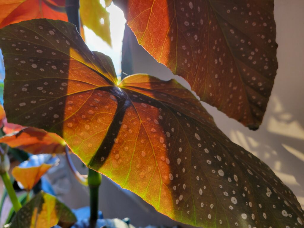 begonia cane or stalk