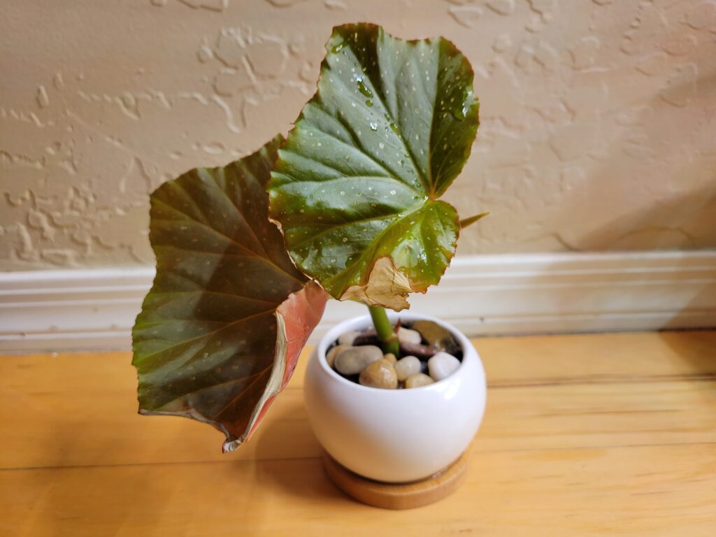 begonia soil propagation