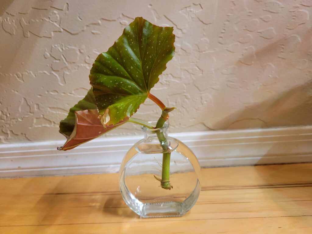 begonia water propagation