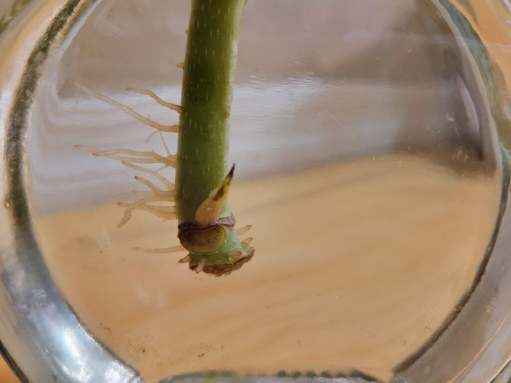 begonia water roots