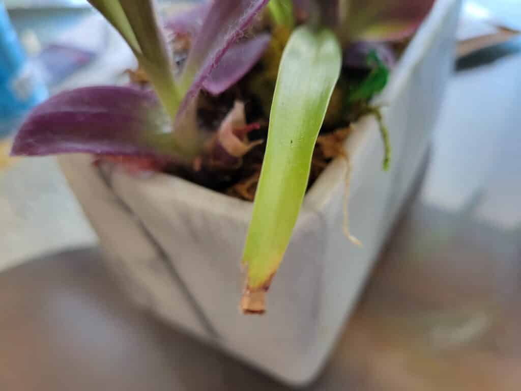 browning tips of spider plant