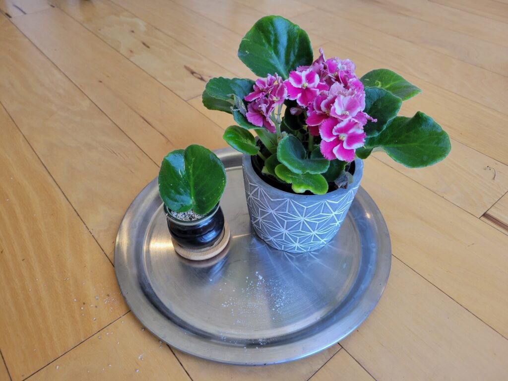 caring for african violet cuttings