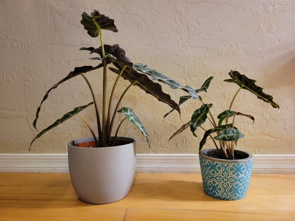 caring for alocasia