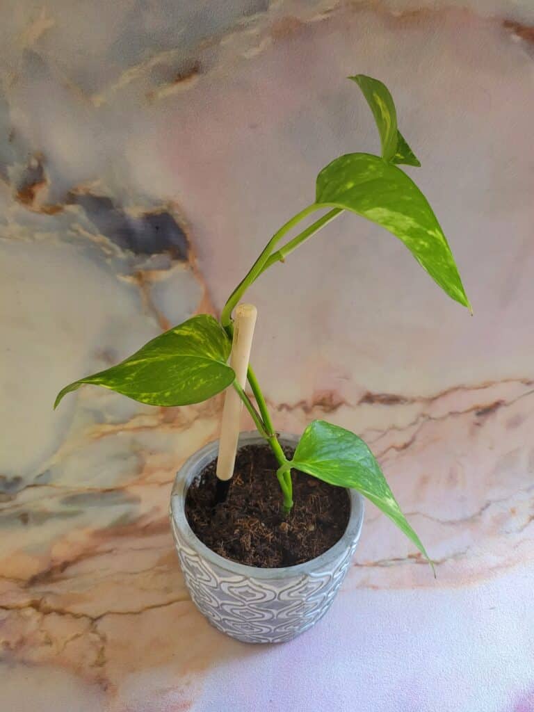 caring for pothos cutting