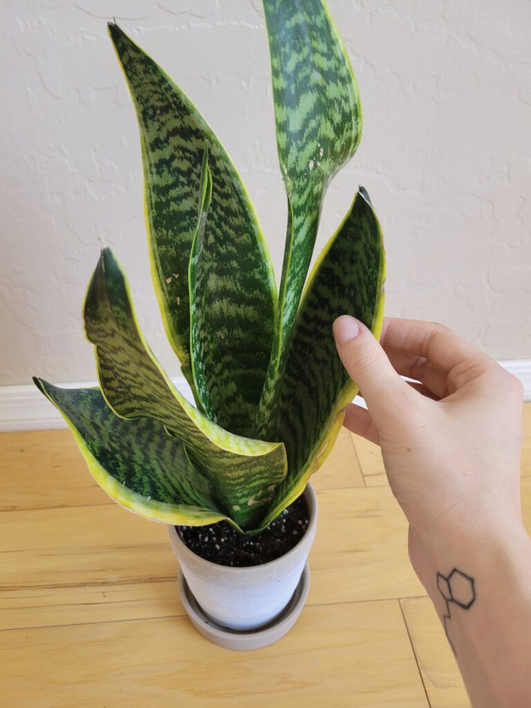 cleaning snake plant leaf