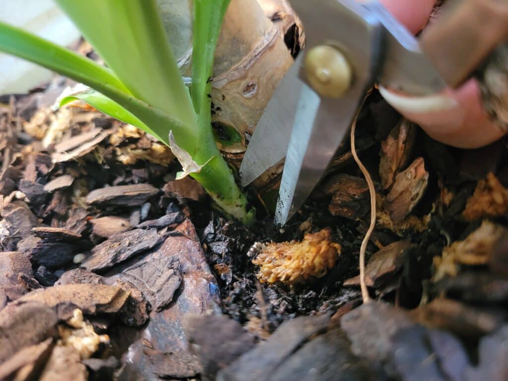 cutting dracaena