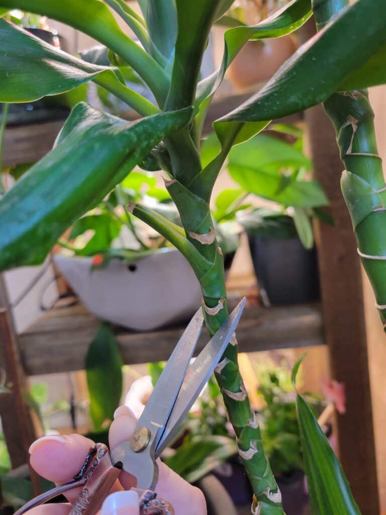 cutting dracaena