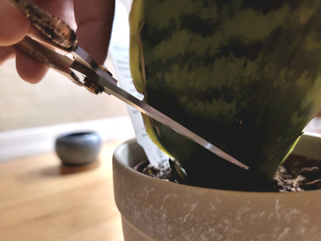 cutting leaves of snake plant