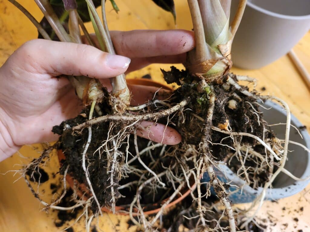 dividing alocasia rhizomes