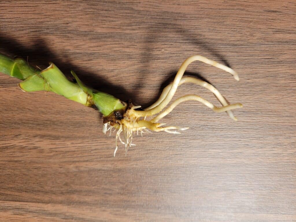 dracaena roots after propagation