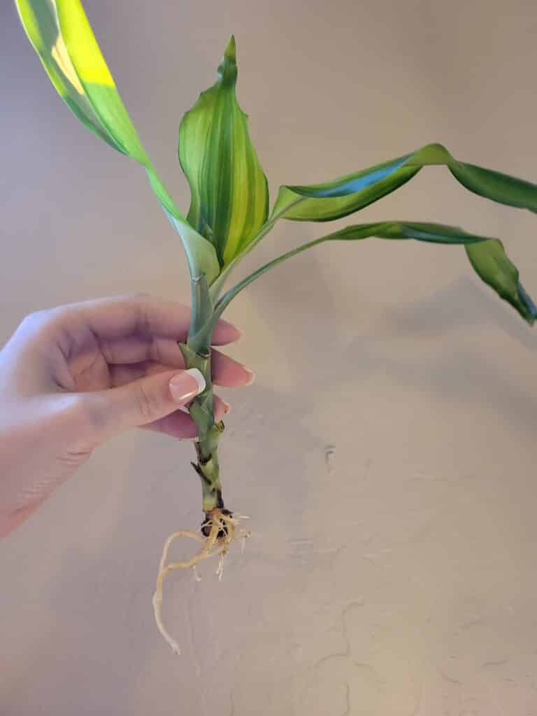 dracaena with new roots