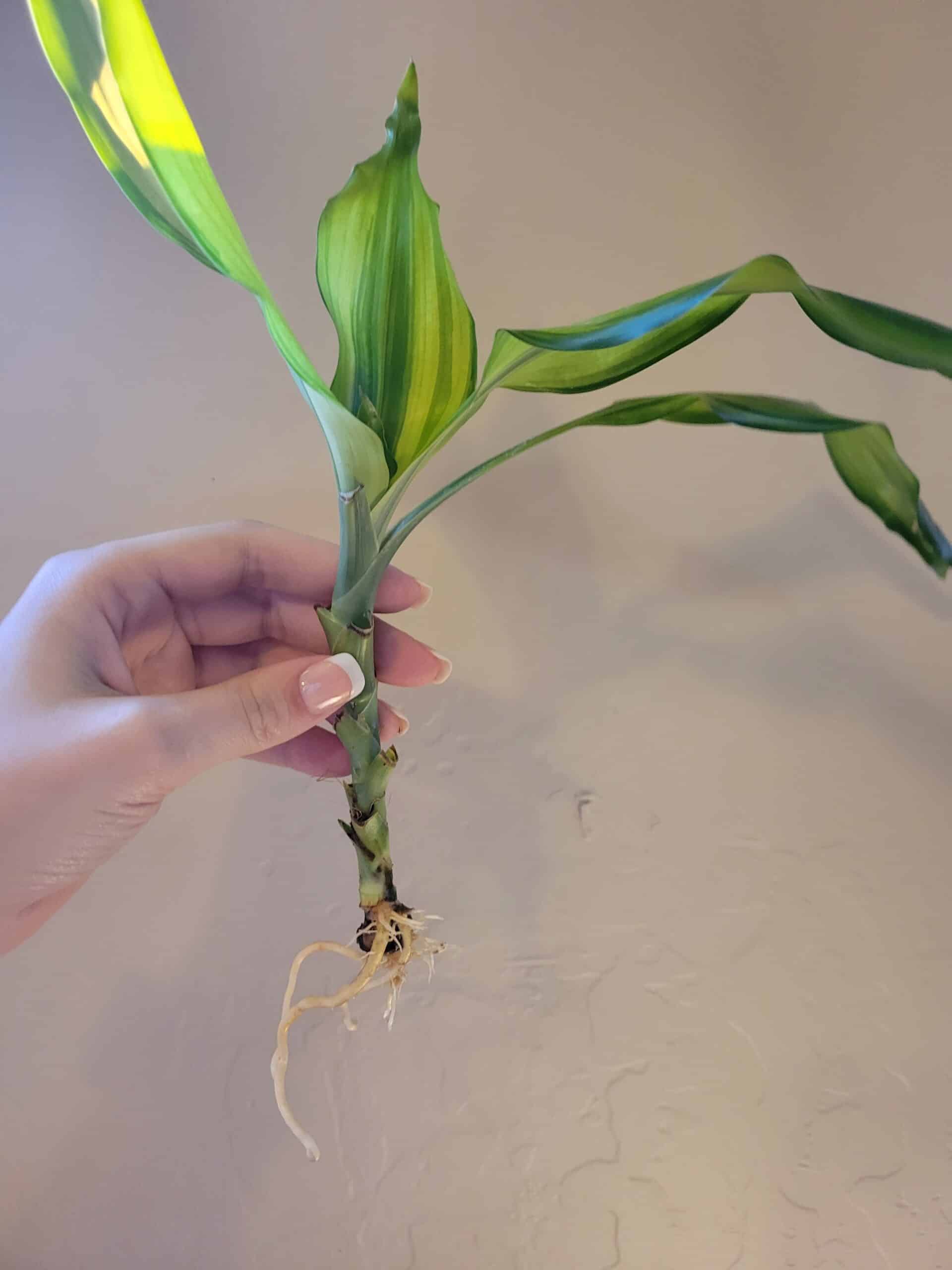 How to Propagate Dracaena StepByStep Guide (With Pictures)