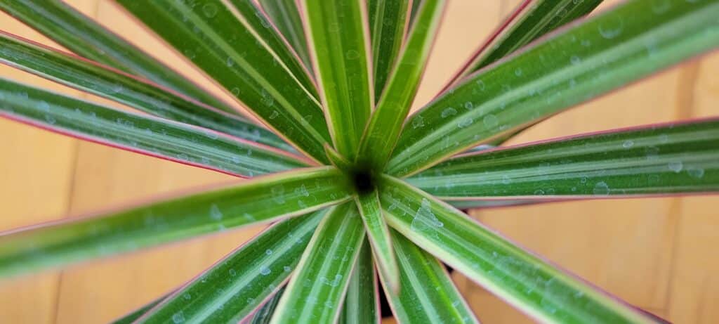 dracaena top view