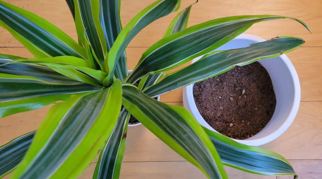 repotting dracaena