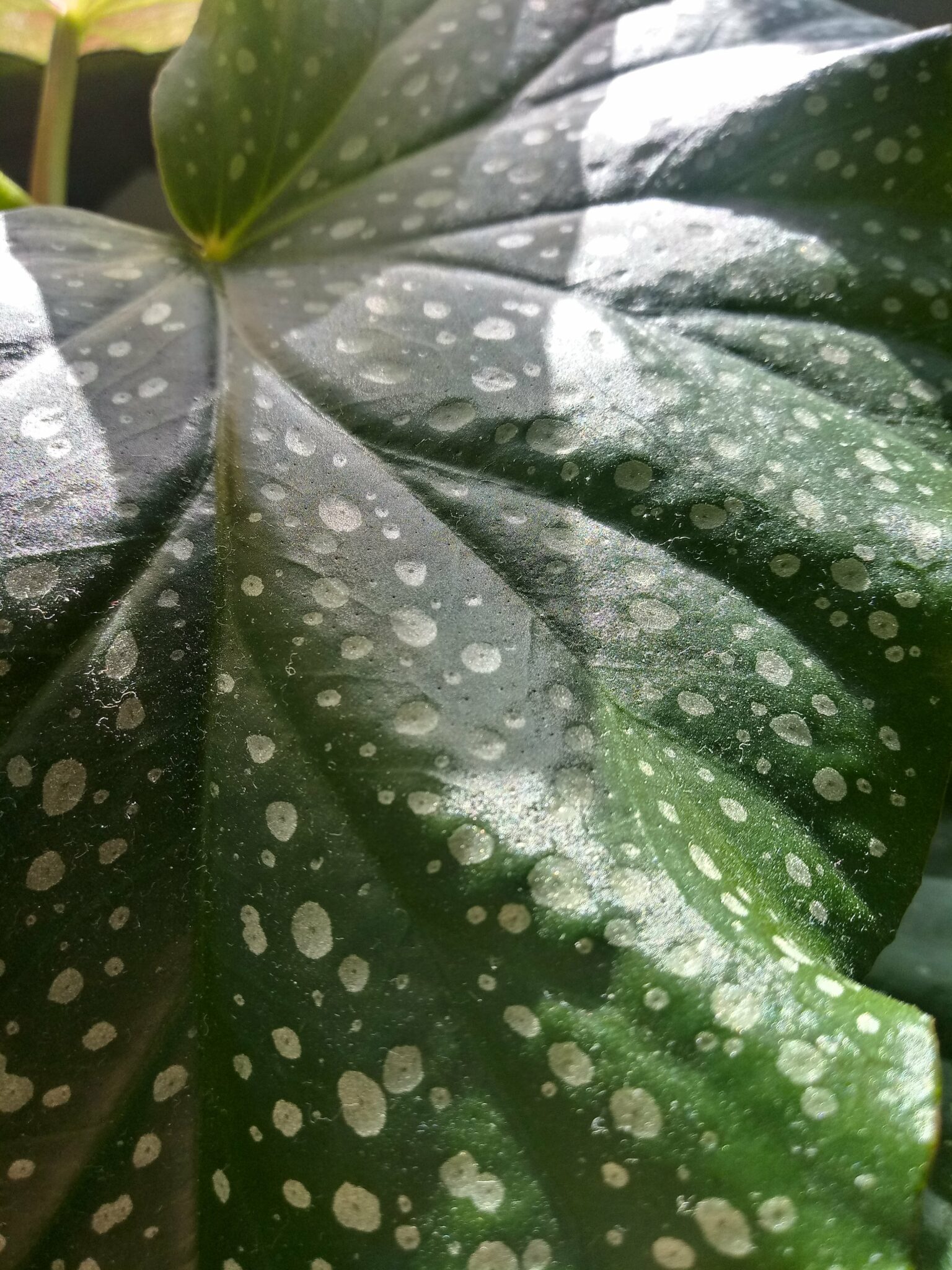 How to Propagate Begonia StepByStep Guide (With Pictures)