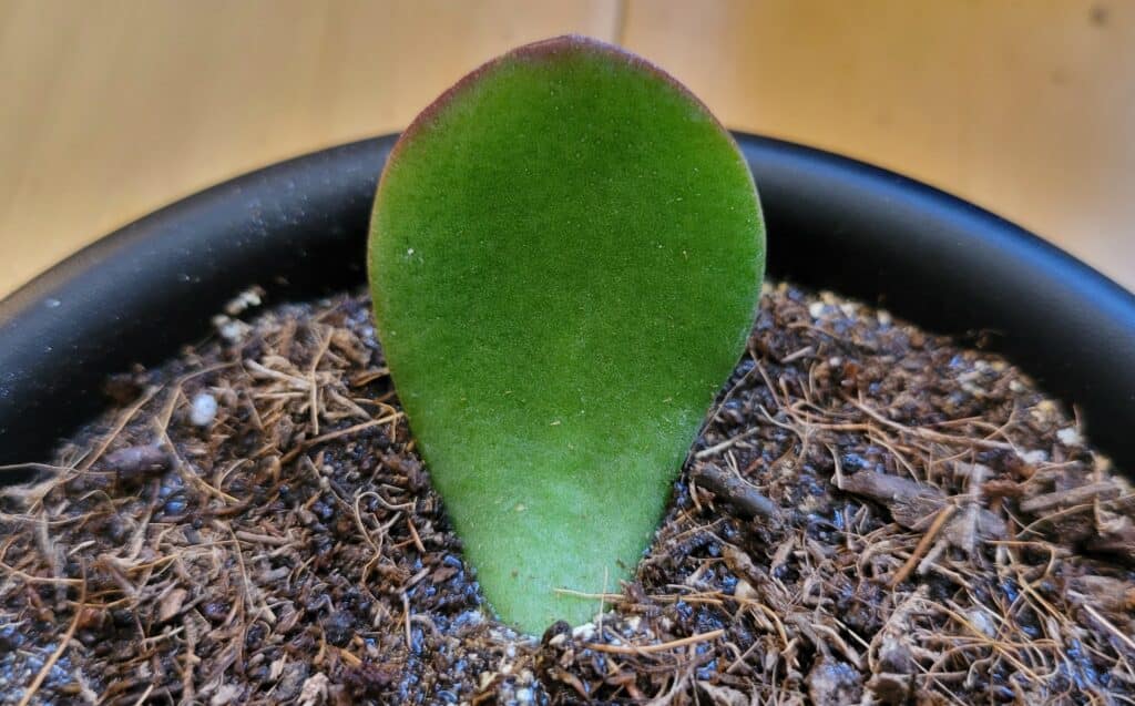 jade plant cutting in soil