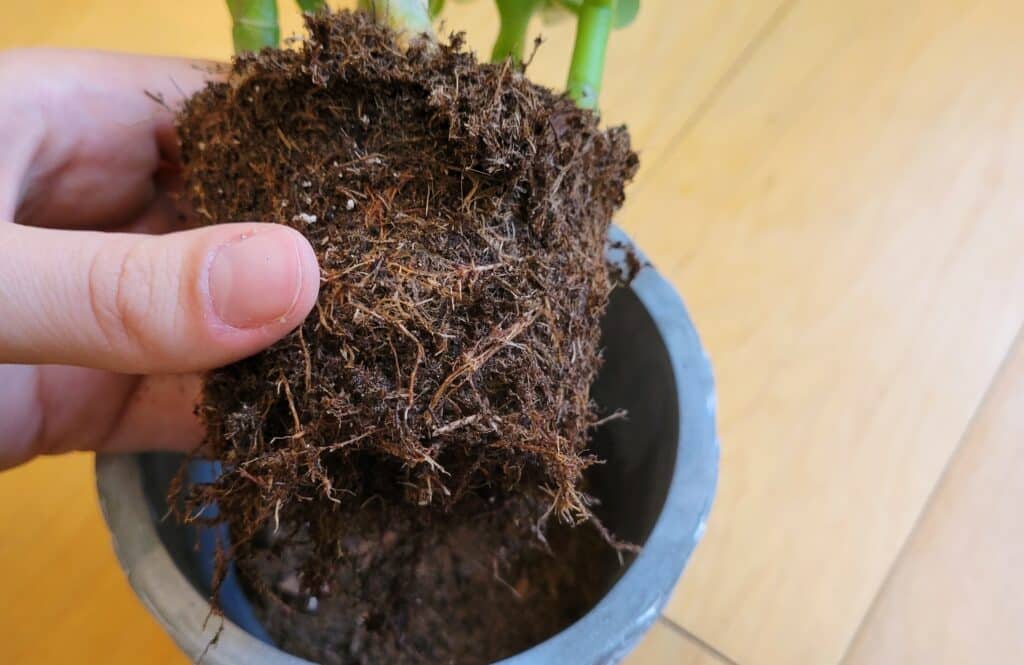 jade plant roots