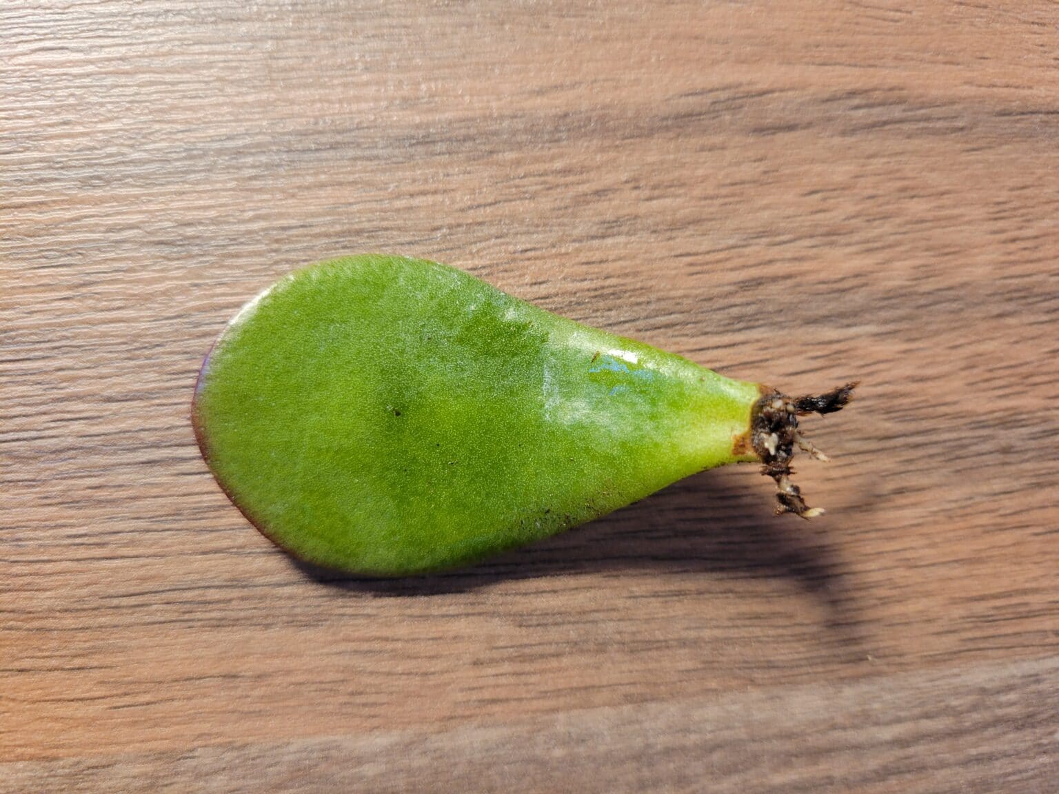 How to Propagate Jade Plants StepByStep Guide (With Pictures)