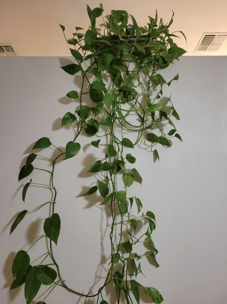 knowing when to propagate pothos